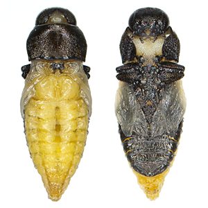 Anilara subcostata, PL4049, male, pupa, from Spyridium vexilliferum, SL